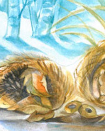 marie laure viriot winterslaap ginger fairy